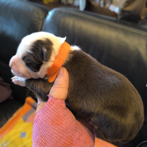 Chiots berger australien croisé border collie #3