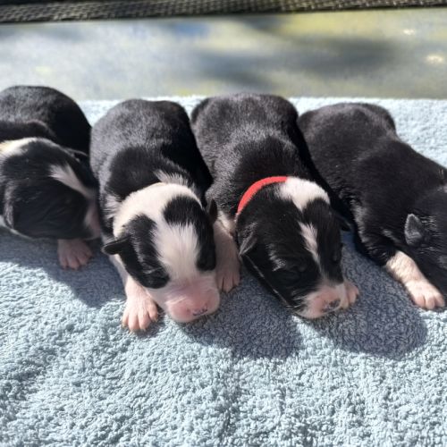 Chiots berger australien croisé border collie #7