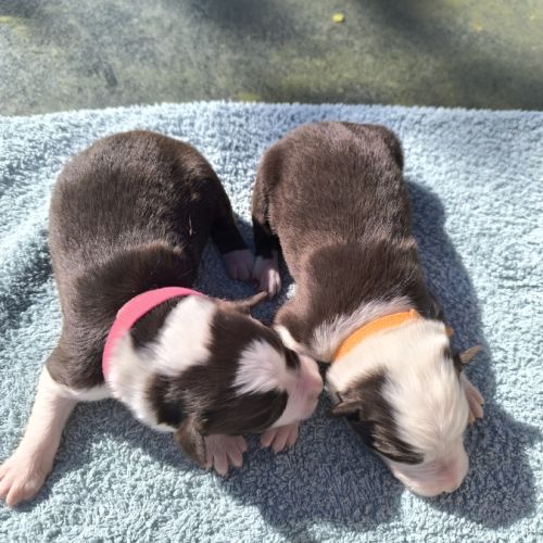 Chiots berger australien croisé border collie #8