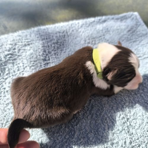 Chiots berger australien croisé border collie #9