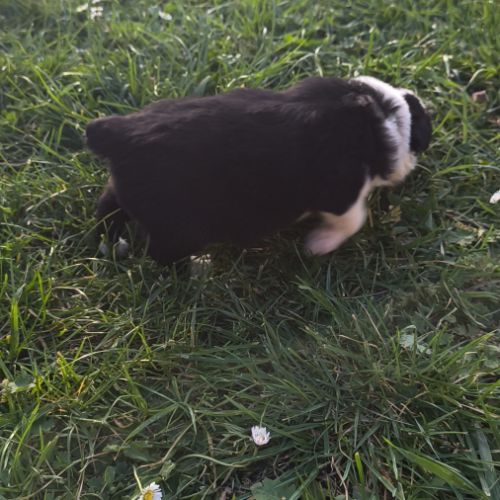 Chiots berger australien croisé border collie #3