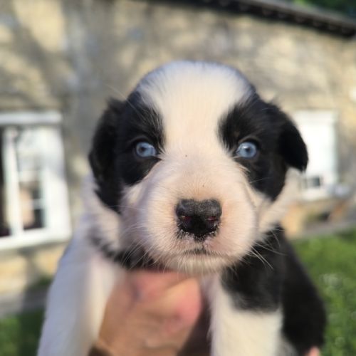 Chiots berger australien croisé border collie