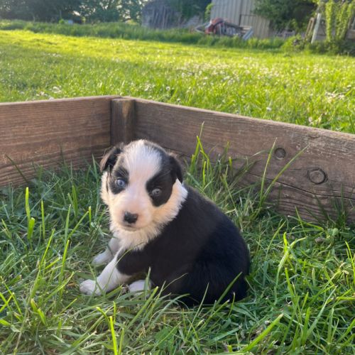 Chiots berger australien croisé border collie #7