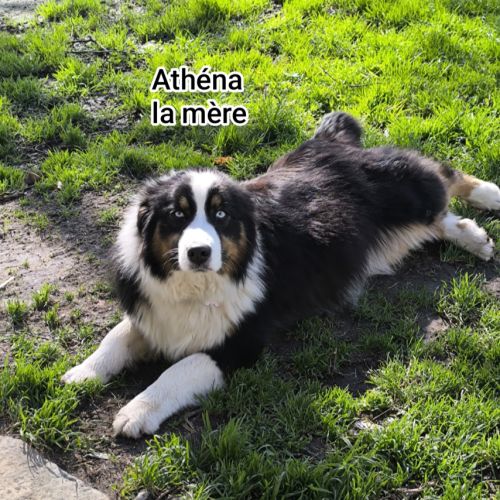 Chiots berger australien croisé border collie #9
