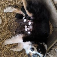 Chiots berger australien croisé border collie #2