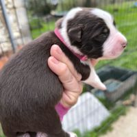 Chiots berger australien croisé border collie #4