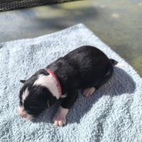 Chiots berger australien croisé border collie #5