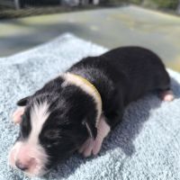 Chiots berger australien croisé border collie #6