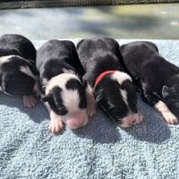 Chiots berger australien croisé border collie #7