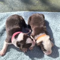 Chiots berger australien croisé border collie #8