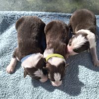 Chiots berger australien croisé border collie #10