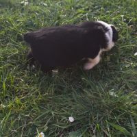 Chiots berger australien croisé border collie #3