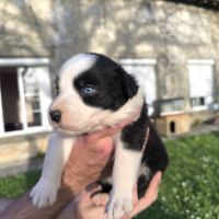 Chiots berger australien croisé border collie #5