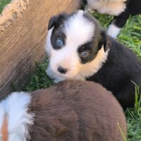 Chiots berger australien croisé border collie #6