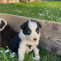 Chiots berger australien croisé border collie #8