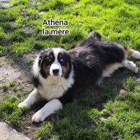 Chiots berger australien croisé border collie #9