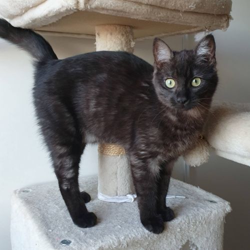 Iskya, adorable petite minette #3