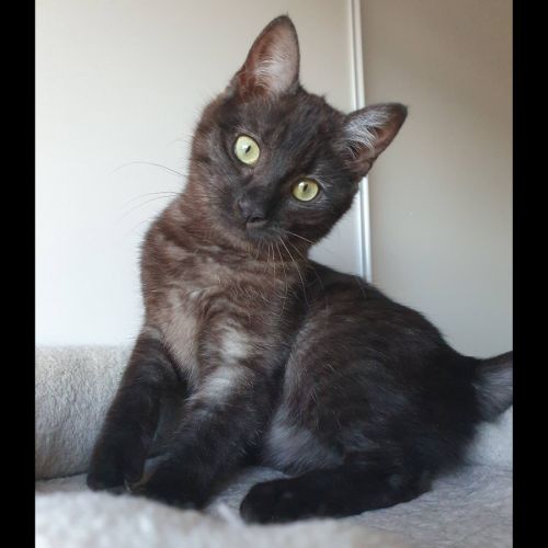 Iskya, adorable petite minette #4