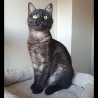 Iskya, adorable petite minette #1