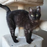 Iskya, adorable petite minette #3