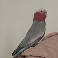 Vends cacatoès rosalbin mâle