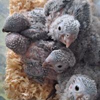 Bébé conure molinae pour eam #1