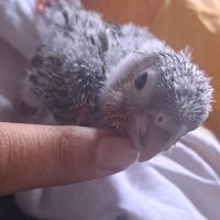 Bébé conure molinae pour eam
