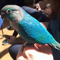 Bébé conure molinae pour eam #3