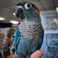 Bébé conure molinae pour eam #6