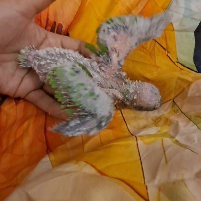 Jeune youyou du sénégal pour eam #3