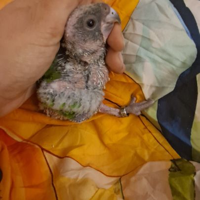 Jeune youyou du sénégal pour eam #4