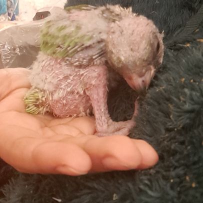 Jeune youyou du sénégal pour eam #6