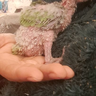 Jeune youyou du sénégal pour eam #8