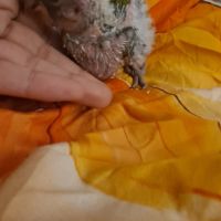 Jeune youyou du sénégal pour eam #1