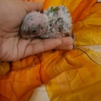 Jeune youyou du sénégal pour eam #2