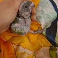 Jeune youyou du sénégal pour eam #4