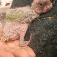 Jeune youyou du sénégal pour eam #0