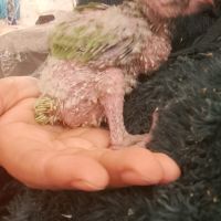 Jeune youyou du sénégal pour eam #7