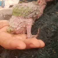 Jeune youyou du sénégal pour eam #8