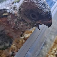 Jeune youyou du sénégal pour eam