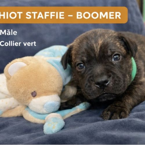 Chiot staffie lof