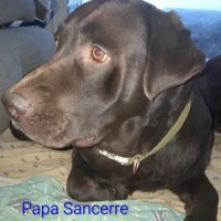 Saillie labrador chocolat