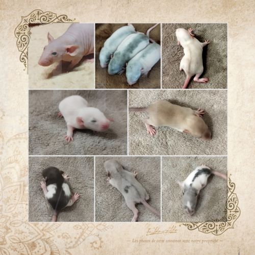 Jeunes rats & ratons #1