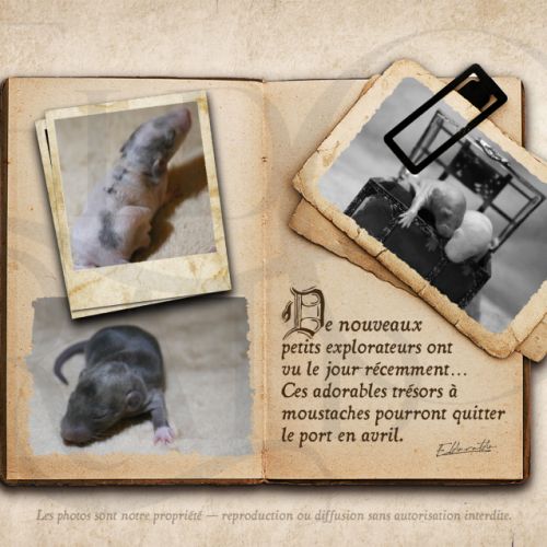 Jeunes rats & ratons #3