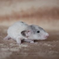 Jeunes rats & ratons #0