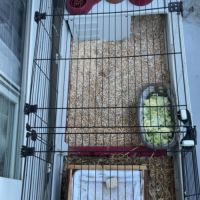 Lapin nain et tout son nécessaire #1