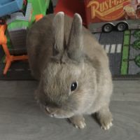 Lapin nain et tout son nécessaire