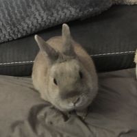 Lapin nain et tout son nécessaire #5