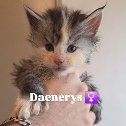 Maine coon – daenerys & aegon #1