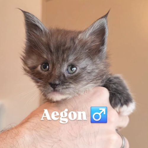 Maine coon – daenerys & aegon
